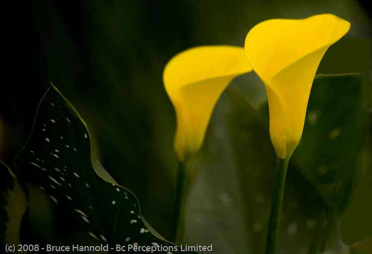 TWIN CALLA LILIES